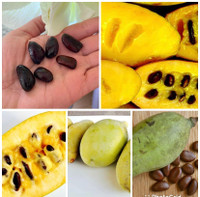 Pawpaw Fruit tress seeds . Native to Canada . Cold hardy .