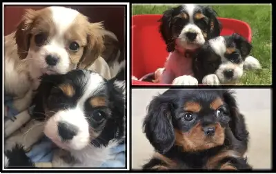 Merveilleux chiots Cavalier King Charles pure race des amours !, View more
