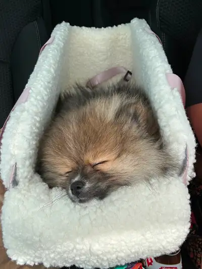 Merveilleux chiot Pomeranien (1x femelle), View more