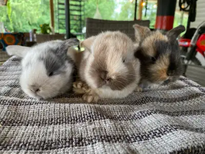 holland lop bunnies ✨, View more