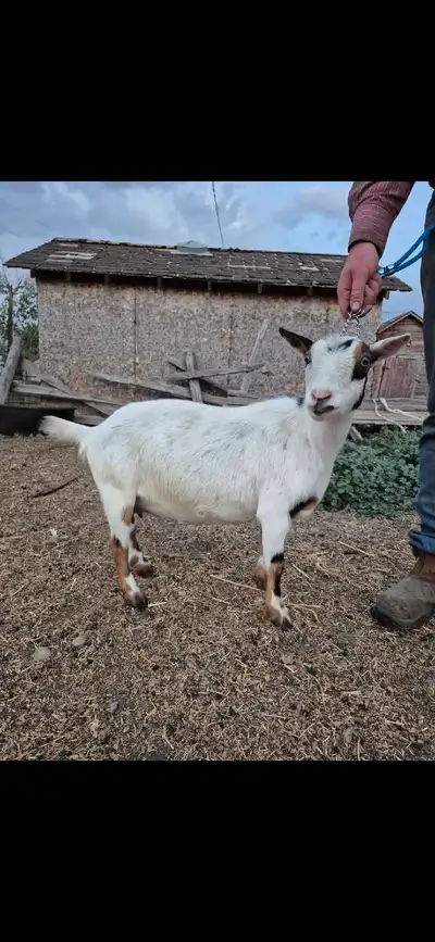 Registered nigerian dwarf nanny bred for end of January Blue eyes, vaccinated, clean tested herd She...