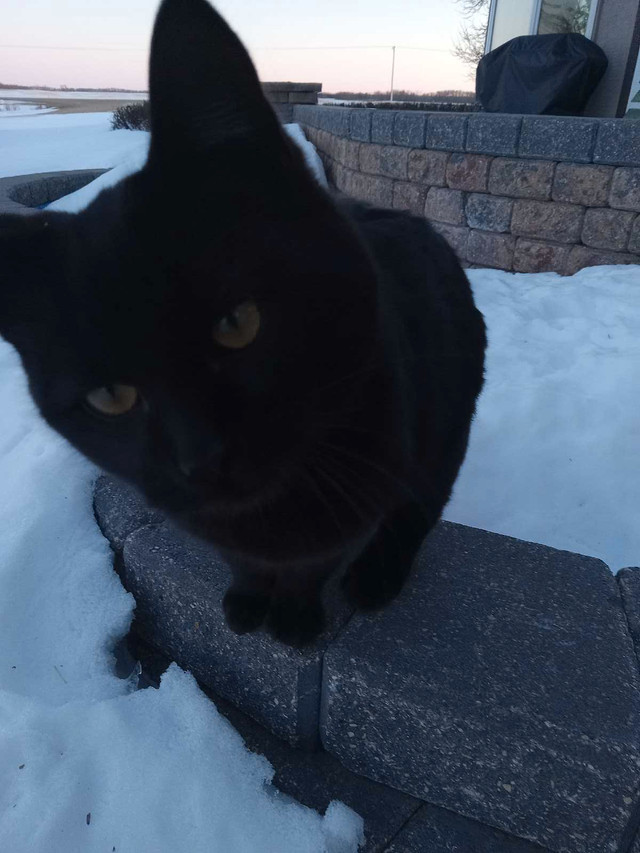 Friendly Black Male Cat in Need of Loving Home!  in Cats & Kittens for Rehoming in Saskatoon - Image 2