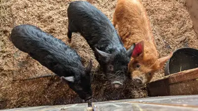 Kune Kune Piglets, View more