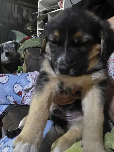 pyrenees shepherd puppies, View more