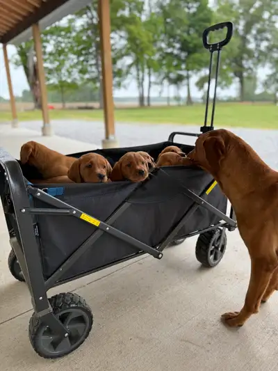 ckc yellow fox red Labrador retriever puppies, View more
