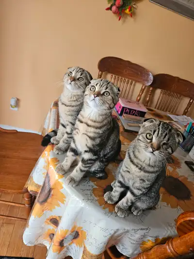 Chatons scottish fold, View more