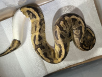 Male pied ball python will trade