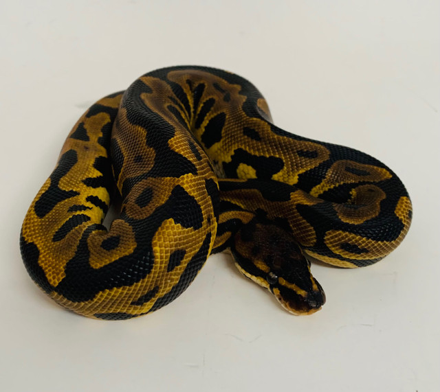 Leopard yb het clown male ball pythons  in Reptiles & Amphibians for Rehoming in La Ronge