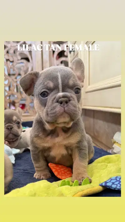 FRENCH BULLDOGS CKC REGISTERED, View more