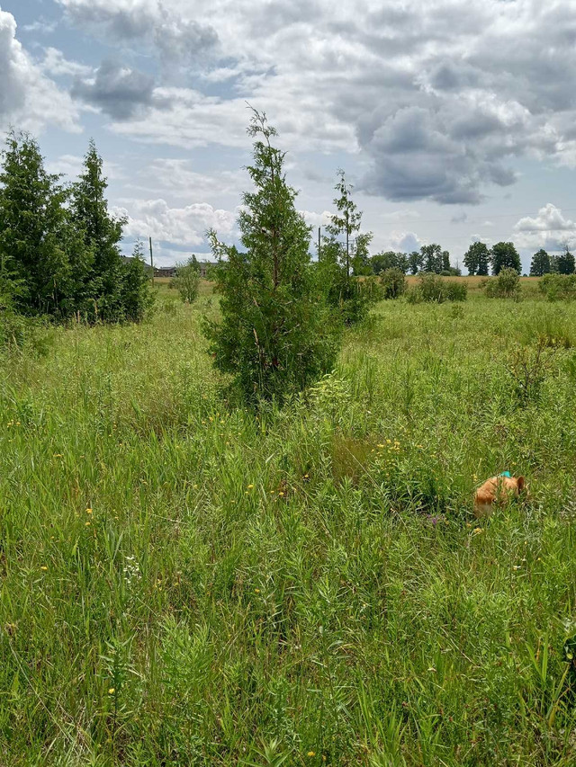 Cedar, Spruce and Pine trees for Sale. in Plants, Fertilizer & Soil in Oakville / Halton Region - Image 2