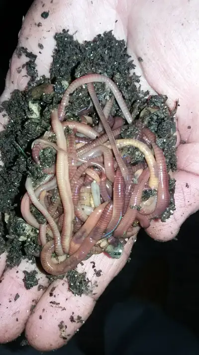 Turn your kitchen scraps and cardboard boxes into worm castings, View more