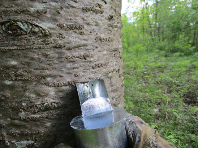 picoué, gomme de sapin dans Outils à main  à Ville de Montréal - Image 3