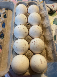 Blue slate turkey hatching eggs