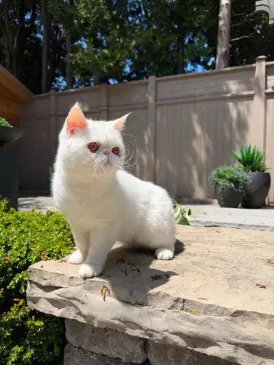 Exotic Shorthair Kitten for Sale, View more