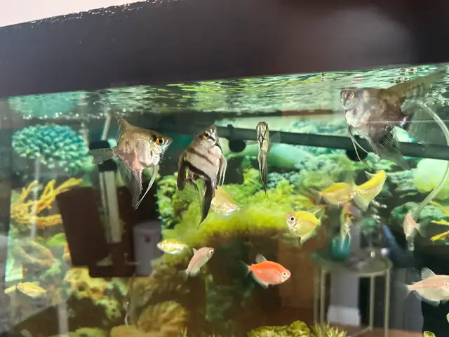 Angle Fish in Fish for Rehoming in London - Image 10