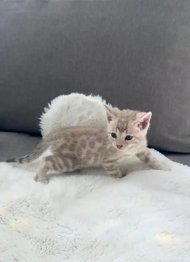 Bengal kitten snow in Cats & Kittens for Rehoming in Calgary - Image 7