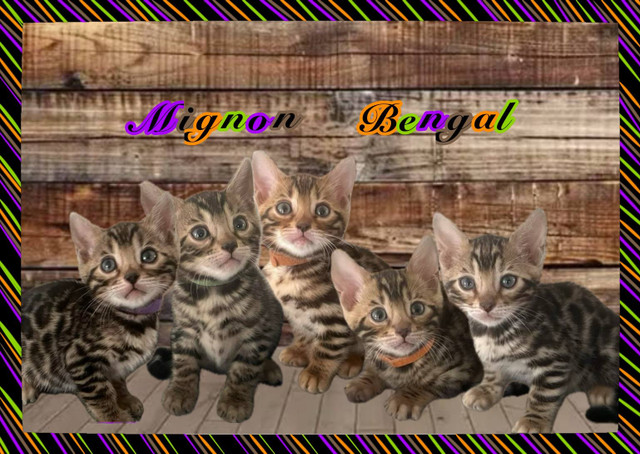 chaton bengal pure race ( enregistré Tica )  dans Chats et chatons à adopter  à Victoriaville - Image 3