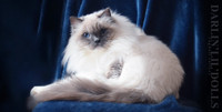 TICA registered Ragdoll available! 