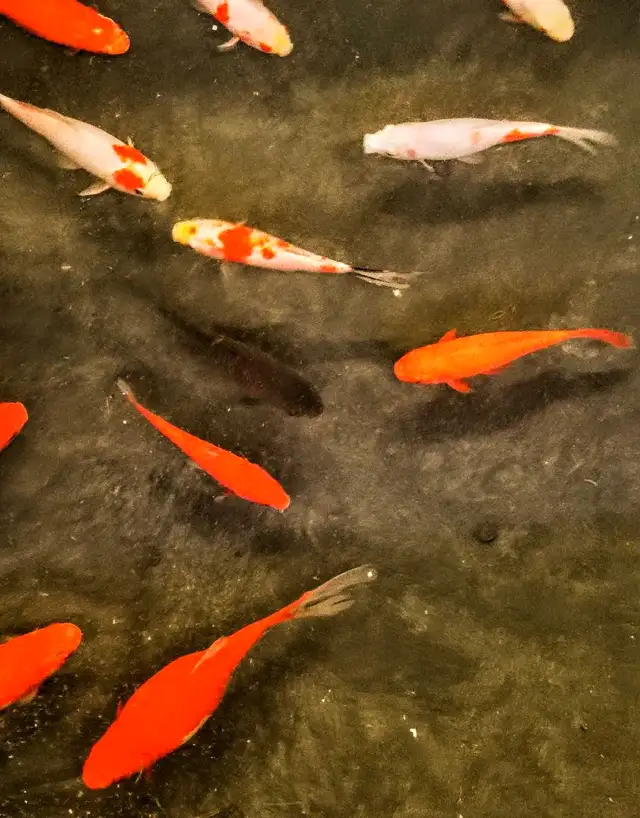 Premium Pond-Raised Large Comets in Fish for Rehoming in Napanee - Image 5