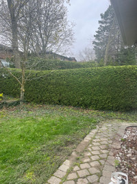 Hedge trimming and shrub topiary specialist 