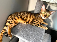 Bengal Cat - Female Not Spayed - 2 Years Old