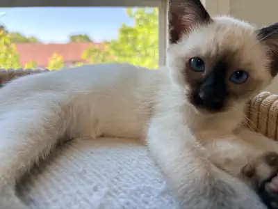 Siamese Kittens, View more