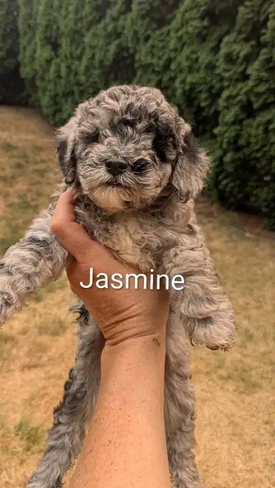 Mini Sheepadoodle Puppies, View more