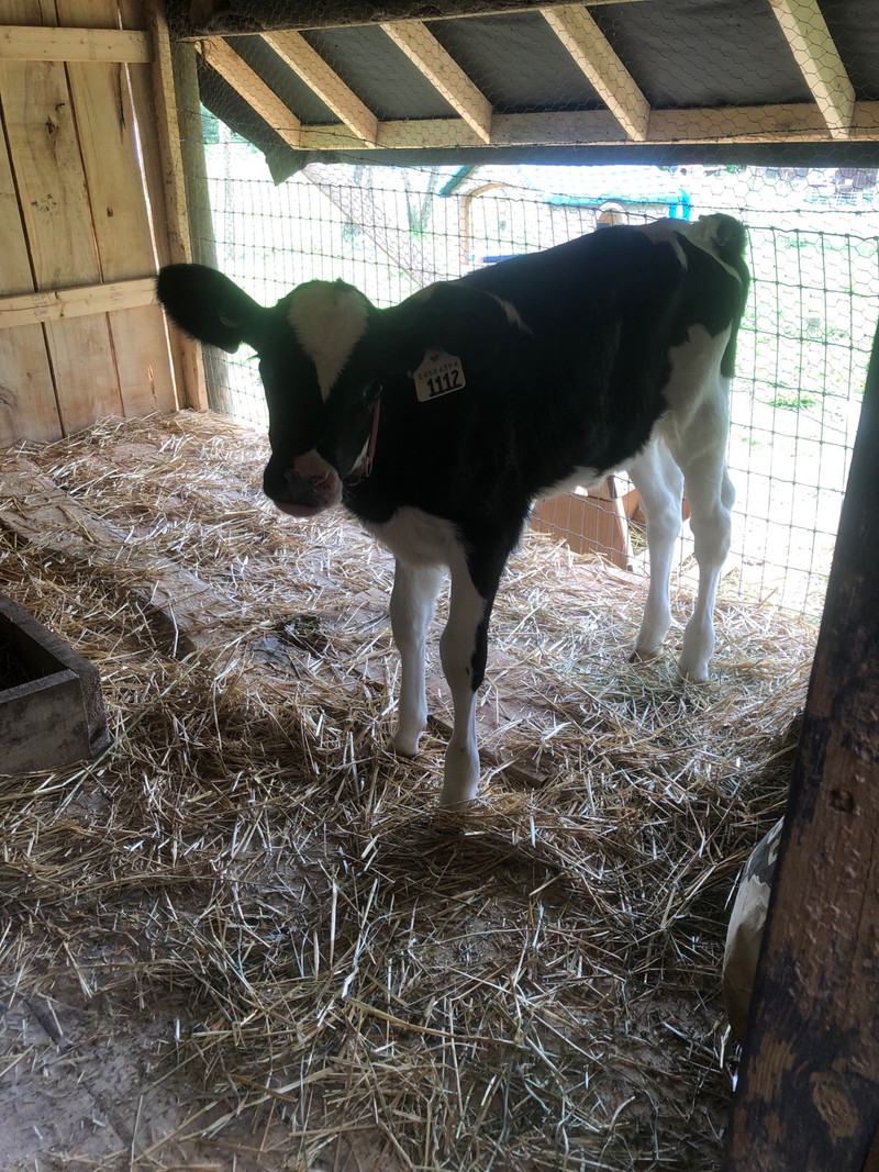 Wanted farm tractor Farming Equipment London Kijiji