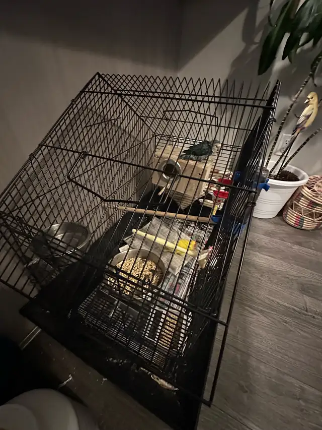 2  hand tamed Breeding lovebirds! Beautiful colours in Birds for Rehoming in Delta/Surrey/Langley - Image 11