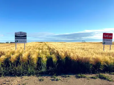 AB Cattlelac 6 row feed barley, View more
