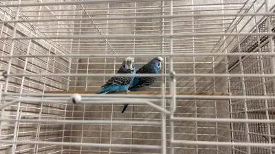 Parrots for sale, View more