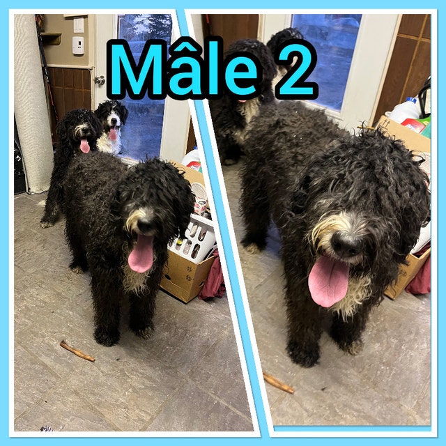 Bernedoodle cherche famille rapidement Chiens et chiots à adopter