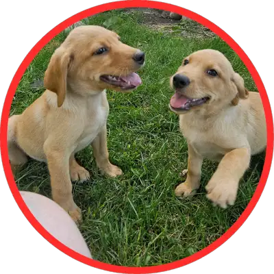 Chiots Labrador pure, View more