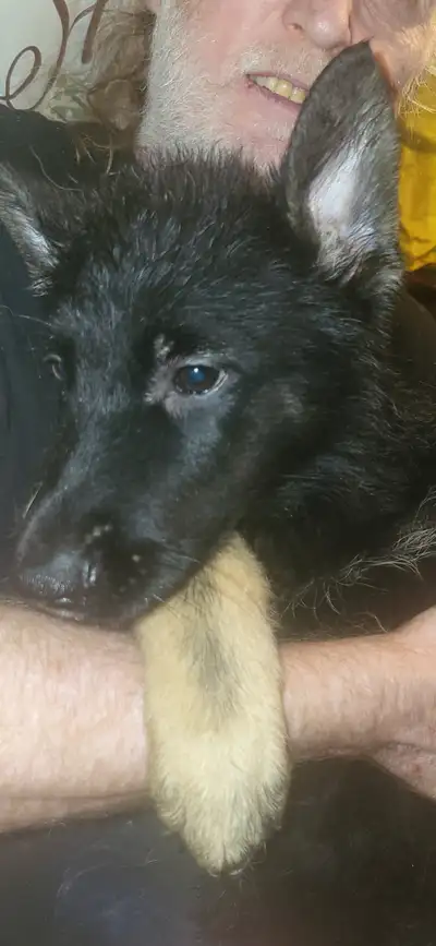 GERMAN SHEPPARD PUPPIES, View more