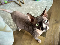 Sphynx cat available (female, intact, hairless)