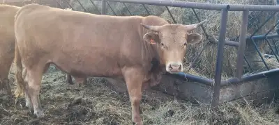 Tan bull. 16 months old. 80lb birth weight. Good for heifers or cows. $4200.00. OBO 1780-360-9728