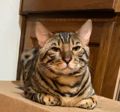 Urgent: Male Bengal Needs a Loving New Home, View more
