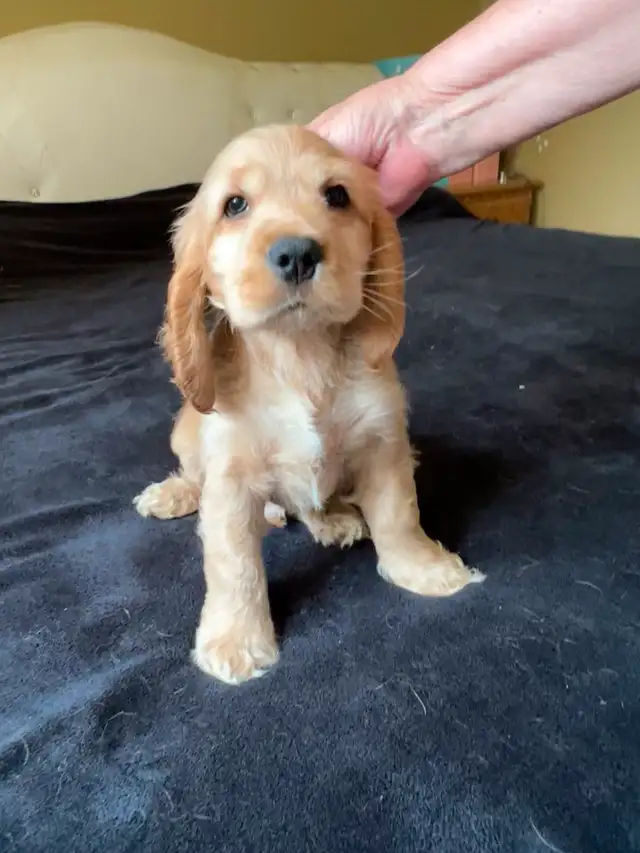 ADOPTÉS - English Cocker Spaniel Puppies Purebred in Dogs & Puppies for Rehoming in City of Montréal - Image 7