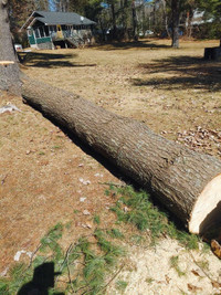 White Pine Log