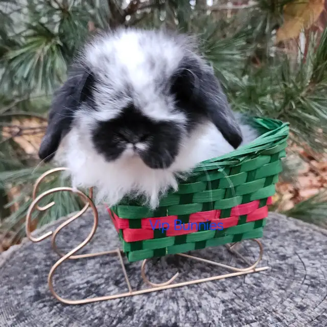Lapin bélier Hollandais laineux * fuzzy Holland lop bunnies in Small Animals for Rehoming in City of Montréal - Image 2