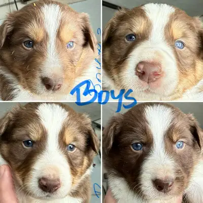 Border Collie Puppies, View more