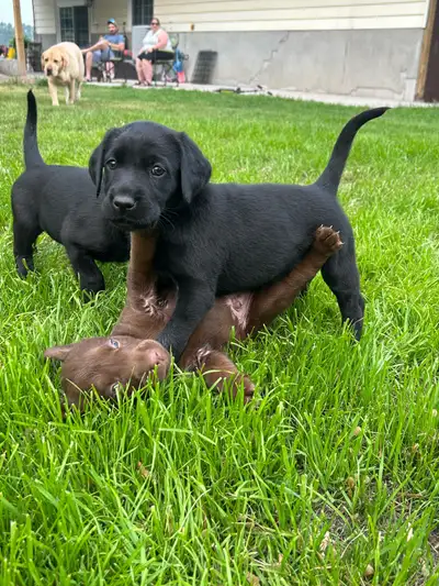 Labrador puppies, View more
