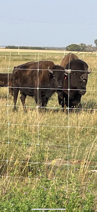 Looking for Bred Bison Cows