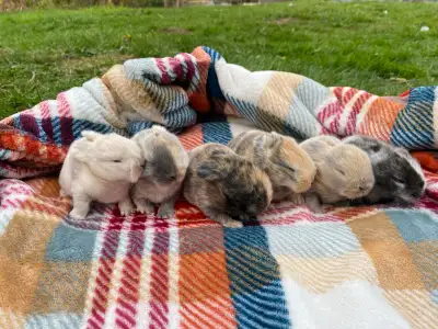 Holland Lop baby bunnies✨, View more