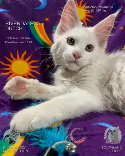 RIVERDALE MAINE COONS, EAST-CENTRAL ALBERTA, View more