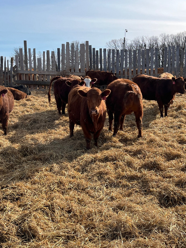 Open yearling heifers for sale in Livestock in La Ronge - Image 4