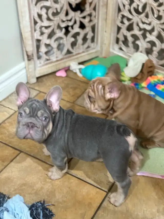 All sold our waiting list for our next wrinkled litter open now in Dogs & Puppies for Rehoming in Strathcona County - Image 7