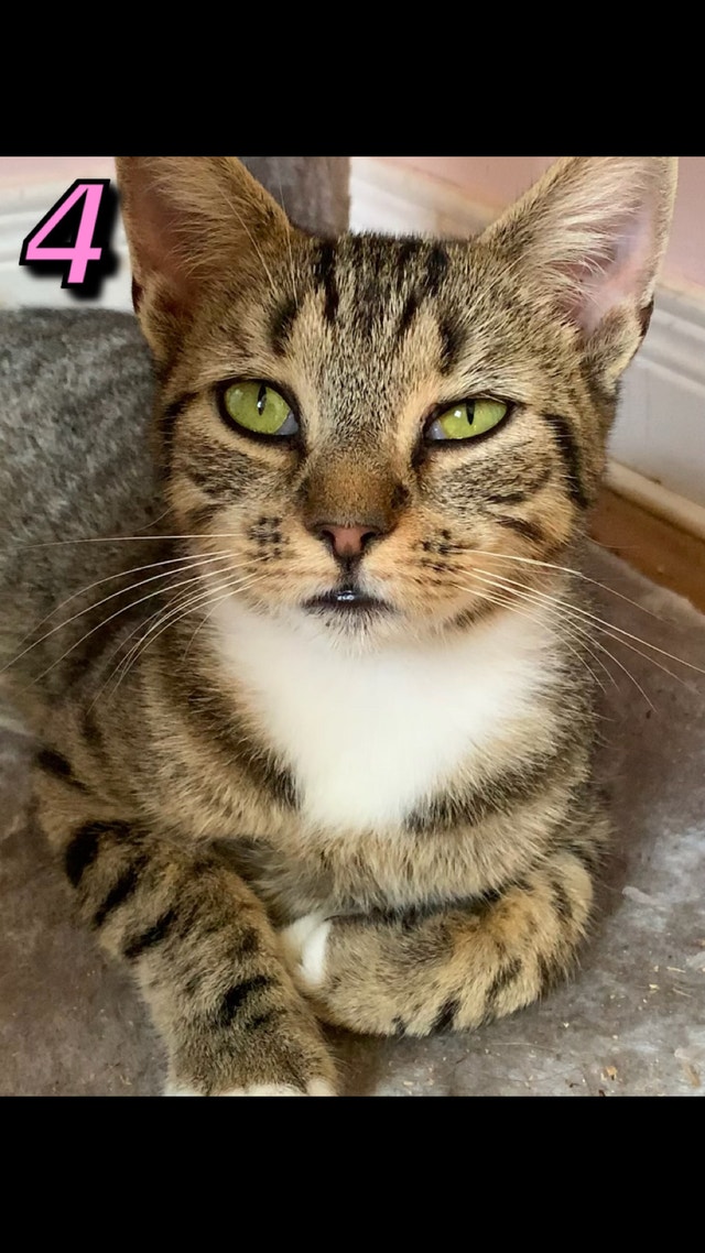 5 female cats for sale Cats & Kittens for Rehoming Moncton Kijiji