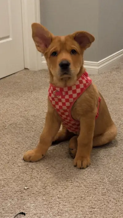 4 month old pup for sale, View more