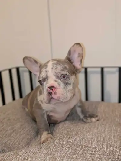 French Bulldog puppies for sale (CkC) ready 2 go, View more